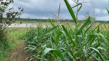 ✅ Bán 7.239m2 Đất Mặt Hồ Sông Ray , Xã Lâm San, Huyện Cẩm Mỹ, Đồng Nai || Giá Bán 5.5 Tỷ