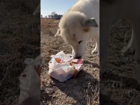 an injured and very open dog
