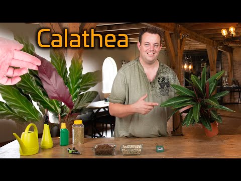 Video: Calathea (46 Foto's): Thuis Voor Een Kamerbloem Zorgen. Grond Voor Transplantatie En Reproductie, Soorten Rufibarber En Lancetvormig