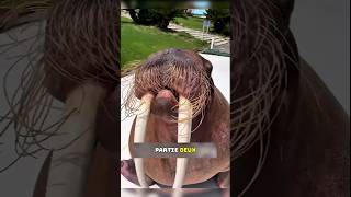 Ces Animaux Peuvent Causer Leur Propre Mort, Partie 2 😳