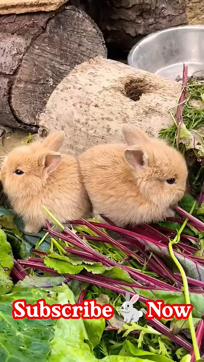 Two cute bunny munching together #shorts #pets #rabbit #bunny #ytshorts #animals #petcare #cat #dog
