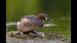 suara burung Titihan Telaga ( Belibis mini)