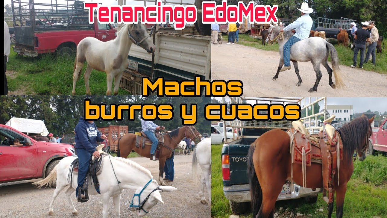 Tenancingo Edomex / caballos o cuacos y mas @ElRanchoyyoTagDominguez