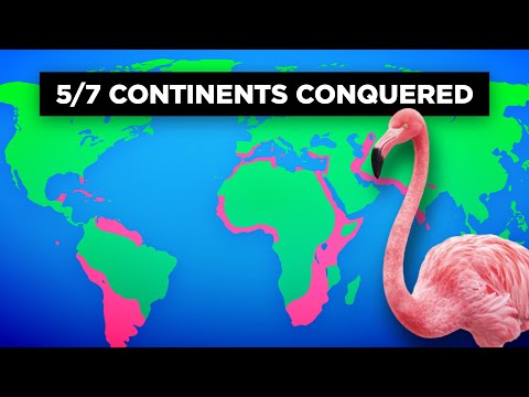 How Flamingos Created a Worldwide Empire