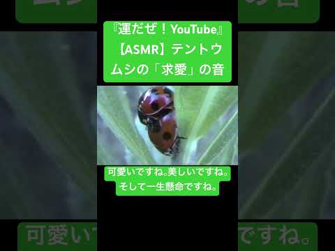 【ASMR】テントウムシの「求愛」の音 #sdgs #虫の音 #bug #sound #昆虫 #虫の声 #insect #yt #mating #chewing #video #environment