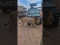 🦁