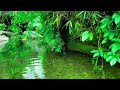 Pleasant Green Forest Sounds Gentle Stream Flow And Forest Birds Chirping Forest Ambience ASMR Pleasant Green Forest Sounds Gentle Stream Flow And Forest Birds Chirping Forest Ambience ASMR
