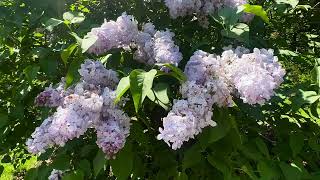 Lilacs at the Arnold Arboretum