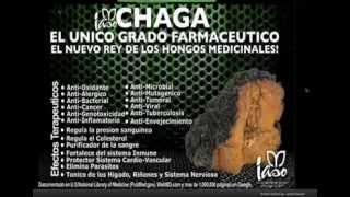 #Iaso Chaga El Rey De Los Hongos Para Mejorar Tu Salud 360p