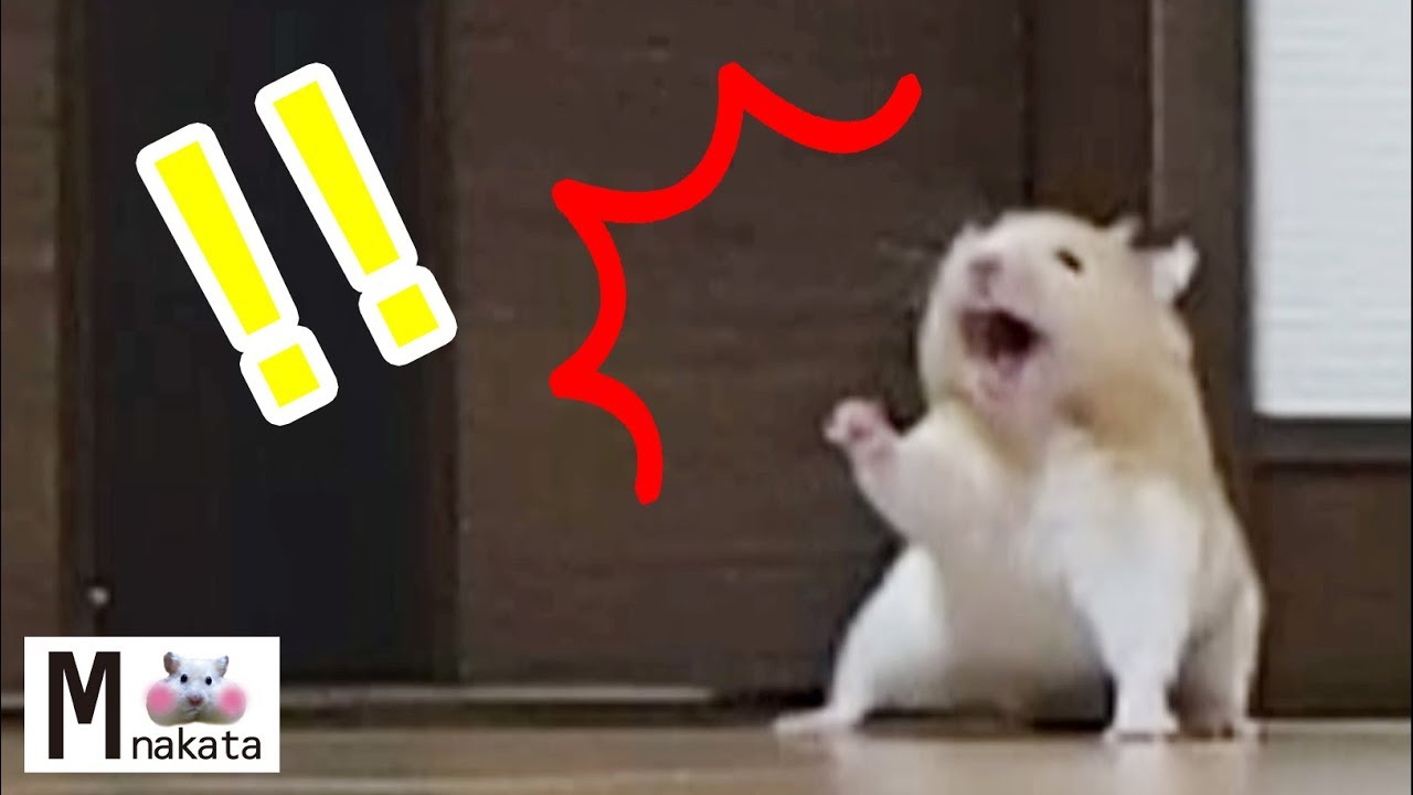 Hamsters Are Crying Amazingly With All On His Buttocks Funny Cute Hamster Make Your Feel At Ease Youtube