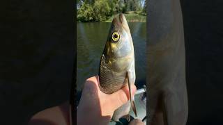Літня рибалка спінінгом з човна і ночівля 2 дні #рибалка #спінінг #fishing #гадяч #сержкорнєв #гадяч