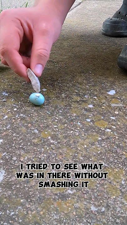 What Was Wrong With This Bird Egg!! #birdegg