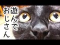 遊び方が可愛すぎる黒猫と壊れるおじさん