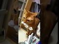 【縦型】ミッキー猫じゃらし手型とあびちゃん20190127 猫 アビシニアン car cute Abyssinian