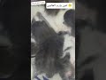 راحة نفسية يارب اكسبلور الله اكبر تيك توك سبحان الله دويتو بدر المشاري قطط كيتن Catshorts
