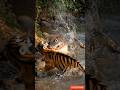 A tiger save cub in rever crocodile hunting #shorts #animals