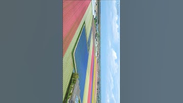 Tulip season Netherlands | Tulips | Tulip fields | Dutch Tulips | keukenhof #tulips #tulipfields