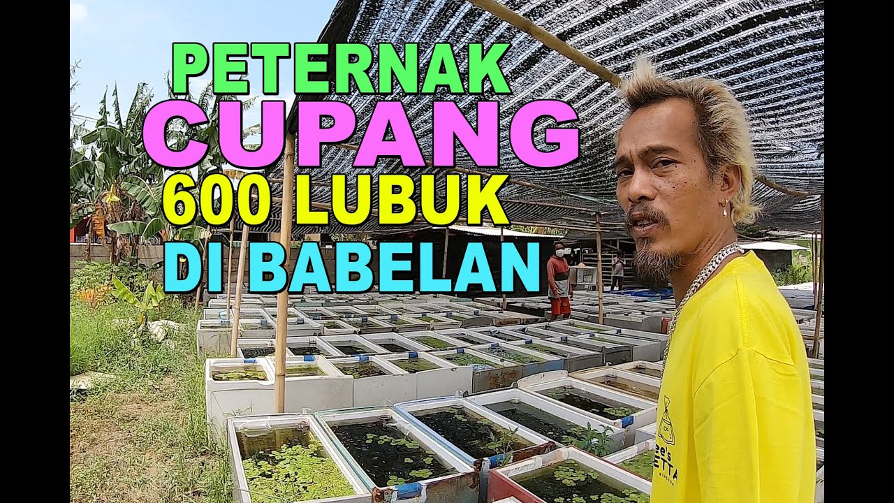 PETERNAK IKAN CUPANG 600 LUBUKAN DI BABELAN BEKASI || FARM BIRU SERAT MERAH