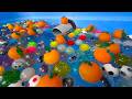 Water Marble Run ☆ Lots of colorful balls and marble race
