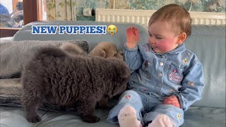 BABY DAISY MEETS NEW CHOW PUPPIES!😭💖. [CUTEST REACTION EVERRR!!]