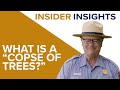 Insider Insights: What is a "copse of trees?"
