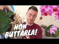 SALVA LA TUA ORCHIDEA | FALLA RIFIORIRE: pulizia delle radici e rinvaso