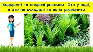 Водорості та спорові рослини. Хто у воді, а хто на суходолі //Пізнаємо природу 5 клас НУШ