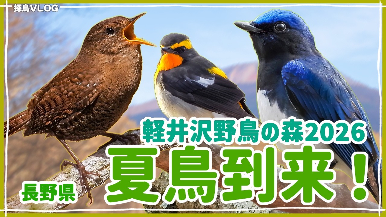 夏鳥が来てる！｜軽井沢野鳥の森2026《野鳥撮影vlog》｜キビタキ