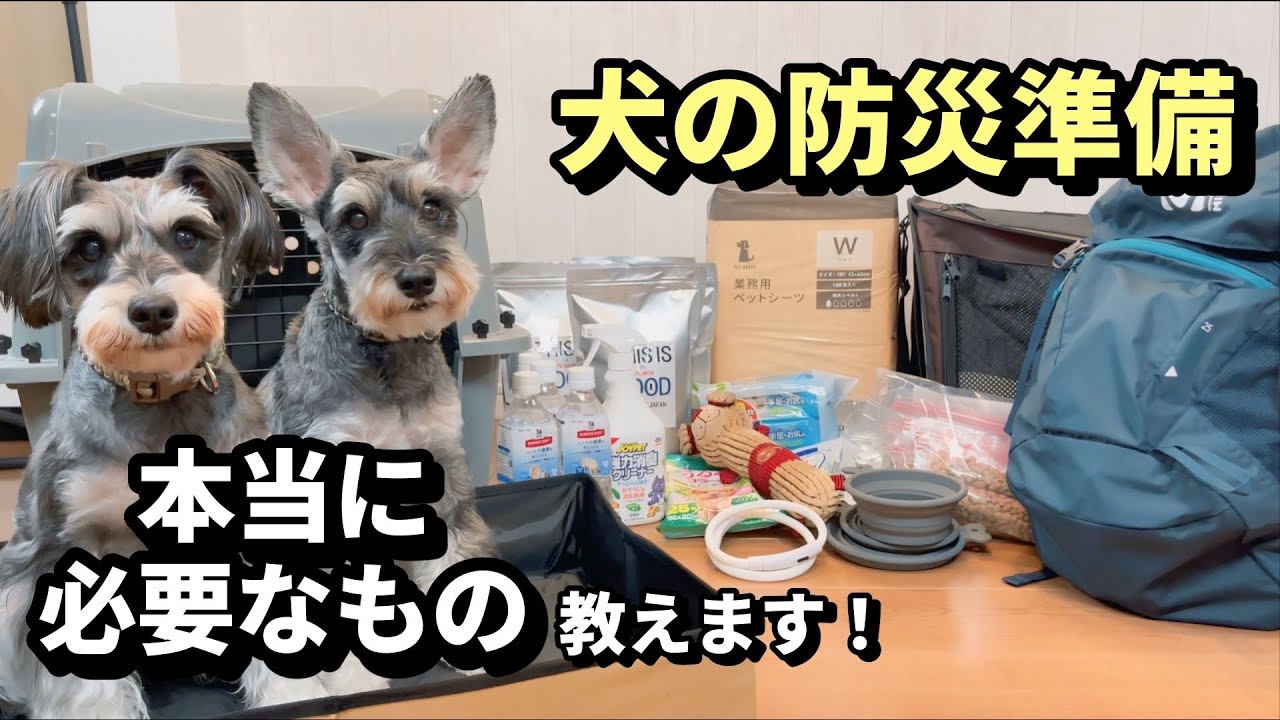 【保存版】シュナウザー姉妹の防災準備！本当に必要なアイテム教えます