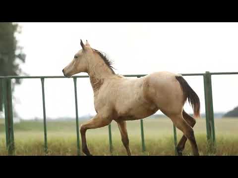 LOTE 018  YELLOW FAST   15º CARUANA FUTURITY CHAMPIONS