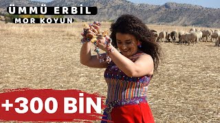 Oyun Havası - Mor Koyun | Ümmü Erbil #Oyunhavalari