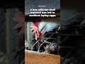 Whistleblower Exposes Horrific Conditions at Egg Supplier 💔🐔 Do these hens look "happy" to you? 💔