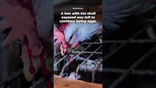 Whistleblower Exposes Horrific Conditions at Egg Supplier 💔🐔 Do these hens look happy to you? 💔