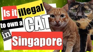 HDB BTO 2 Room Is it Illegal To Own A Cat In Singapore?