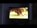 Cute Meerkat Advert Safari Oleg And Lion 