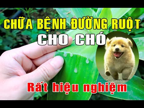 Chữa bệnh đường ruột cho chó rất hiệu nghiệm | THAODUOC.NET