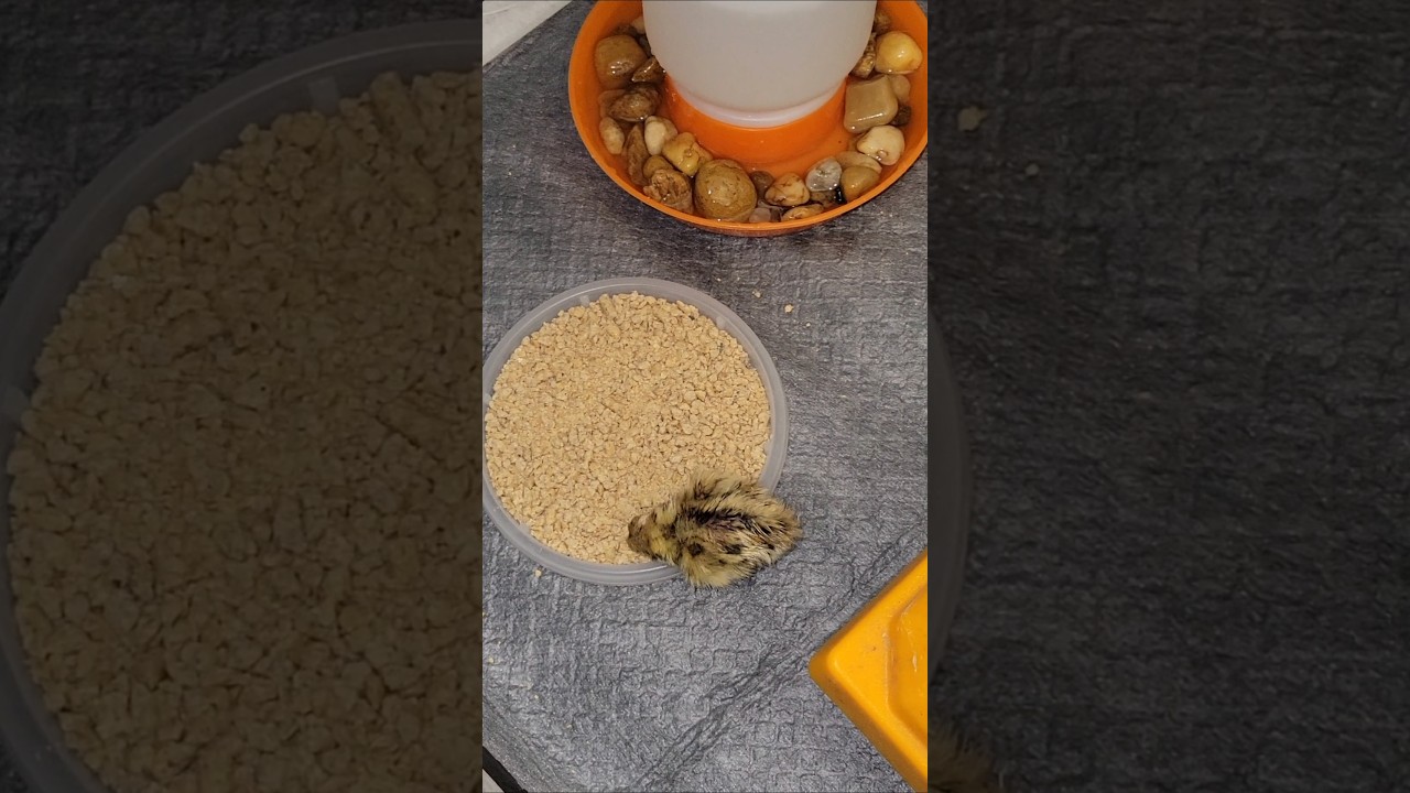 DIDI's kid is a PROBLEM! #coturnixquail #quail #quailchicks #babychicks #homestead #vlog #brooder