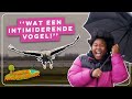 Omg een zeearend  maar natuurlijk  vroege vogels