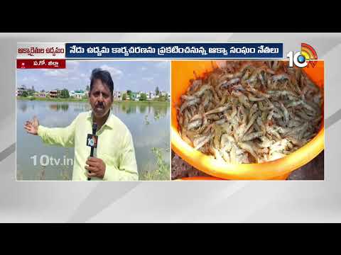 Aqua Crisis in West Godavari |Shrimp Farmers Hit by Losses |ప.గో. జిల్లాలో సంక్షోభం దిశగా ఆక్వా రంగం - 10TVNEWSTELUGU