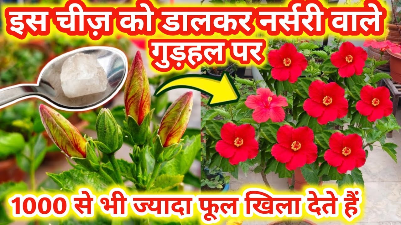 गुड़हल पर पाएं 1000 से भी ज्यादा फूल.Hibiscus plant care.गुड़हल के पौधे की देखभाल.Gudhal ki care.