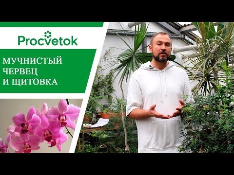 Вредители комнатных растений. Мучнистый червец - как бороться.