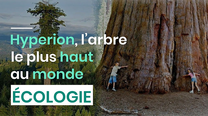 Hyperion, l’arbre le plus haut au monde