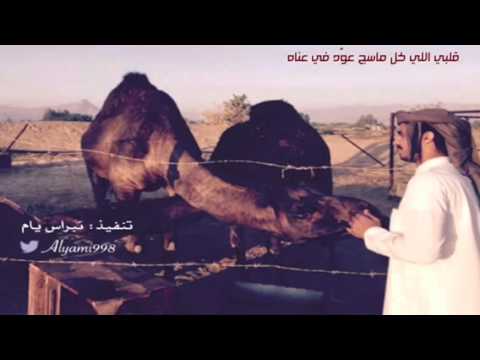 منكوس قلبي اللي كل ماسج عود في عناه