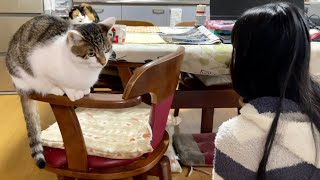 お互いにムッとしている猫とおねえちゃんの理由が可愛すぎる
