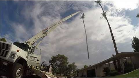 Palm Tree Removal 07-21-2018  Crane