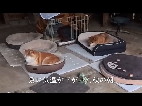 2025年10月13日(月) ベッドから出たくないでゴザる