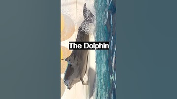 The Ultimate Animal Quiz(6): Only 10% Can Get a Perfect Score!  #shorts