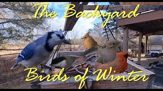 The Backyards Birds of Winter - Southern Ontario, Canada Bird Cam by Brian 360 283 views 2 months ago 23 minutes