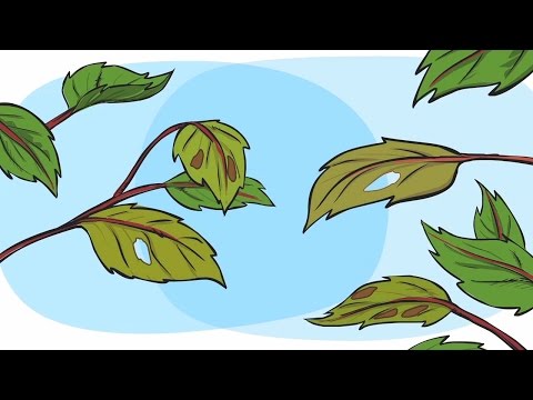 Video: Blätter braun an den Rändern - Warum ein Rosenblattrand braun wird