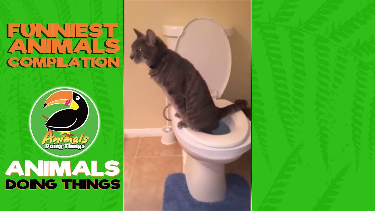 That 3pm Feeling | Funniest Animals Doing Things